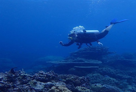 Diver under water