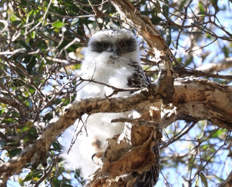 Powerful owl chick