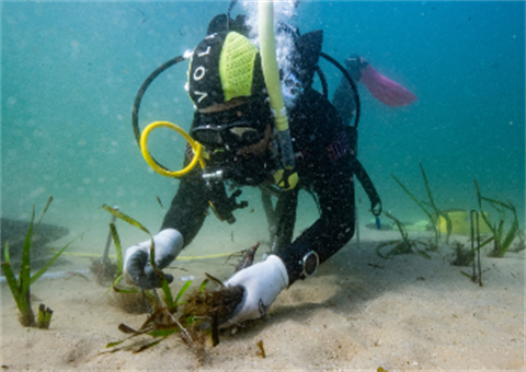 diver with seagrass