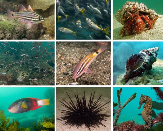 Fish and marine life of Watsons Bay