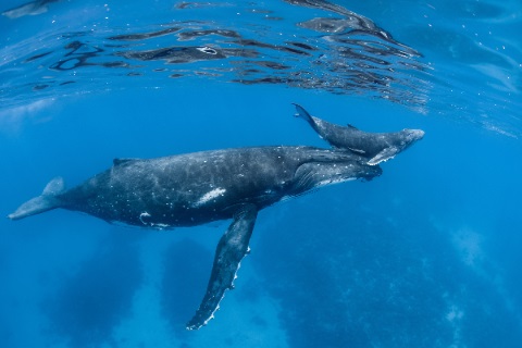 Whale with calf