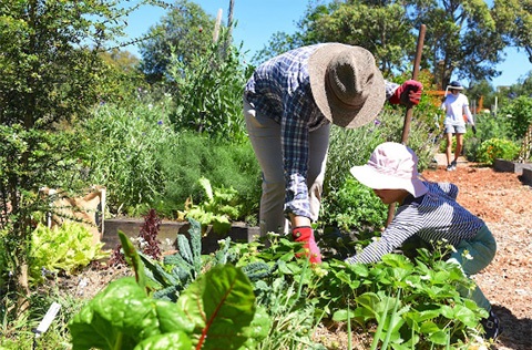 Community Garden OC.jpg