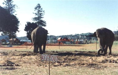 Circus elephants at Lyne Park, 1994. Woollahra Libraries Digital Archive, pf005691c.