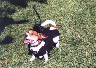 A dapper dog steps out at People and Pets Day, 1998. Woollahra Libraries Digital Archive, pf005892b.