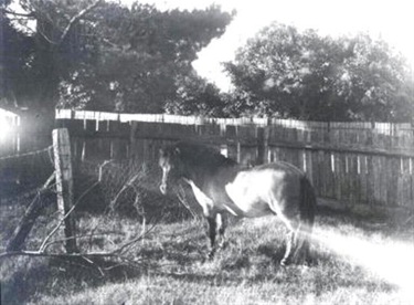 Pony in a field, Rose Bay, ca. 1919. Woollahra Libraries Digital Archive, pf004964.