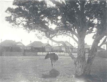 Cow under a tree, Faraday Avenue, Rose Bay. Woollahra Libraries Digital Archive, pf000558.