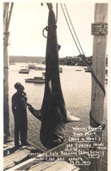 Tiger Shark at Watsons Bay, 13ft. 10in. Woollahra Libraries Digital Archive, pf005738.