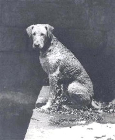 Unknown good dog, from photograph album entitled 'Yatalunga', ca. 1920s. Woollahra Libraries Digital Archive, pf005075t.