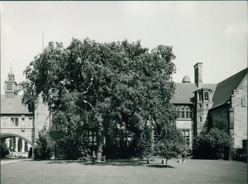 LW 23 Botany CourtLawn with Chinese Elm Courtesy of University of Sydney Archives REF-00077101.jpg